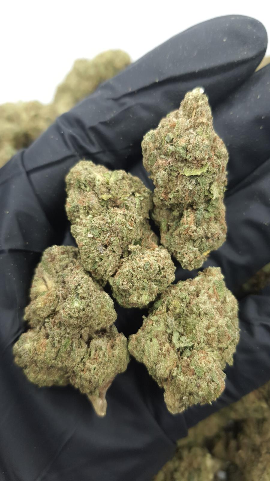 GELATO 138 — wholesale indica flower