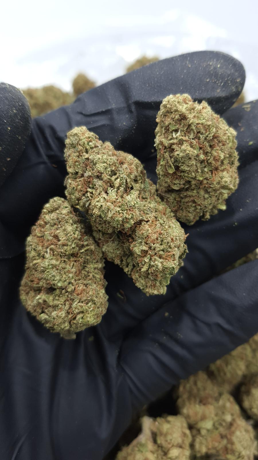 GELATO 139 — wholesale indica flower