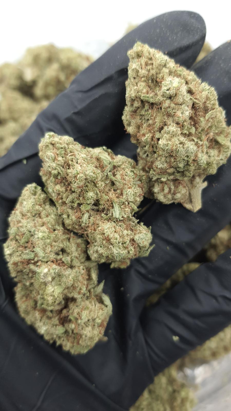 GELATO 141 — wholesale indica flower