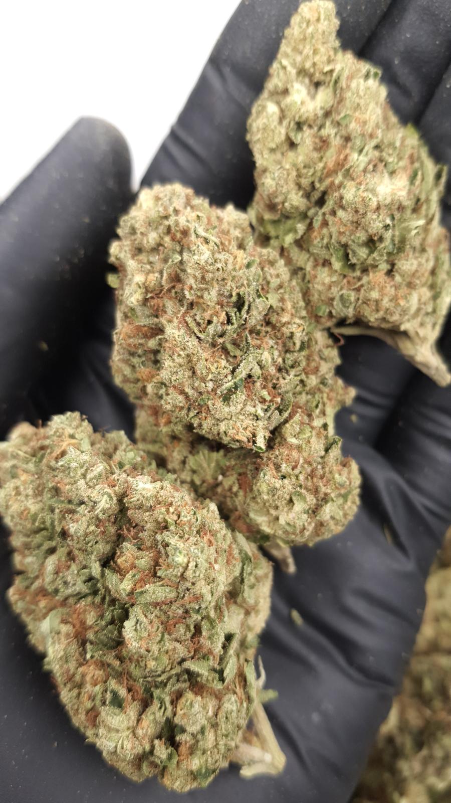 GELATO 142 — wholesale indica flower