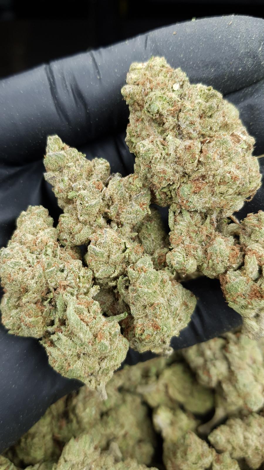 GELATO 143 — wholesale indica flower