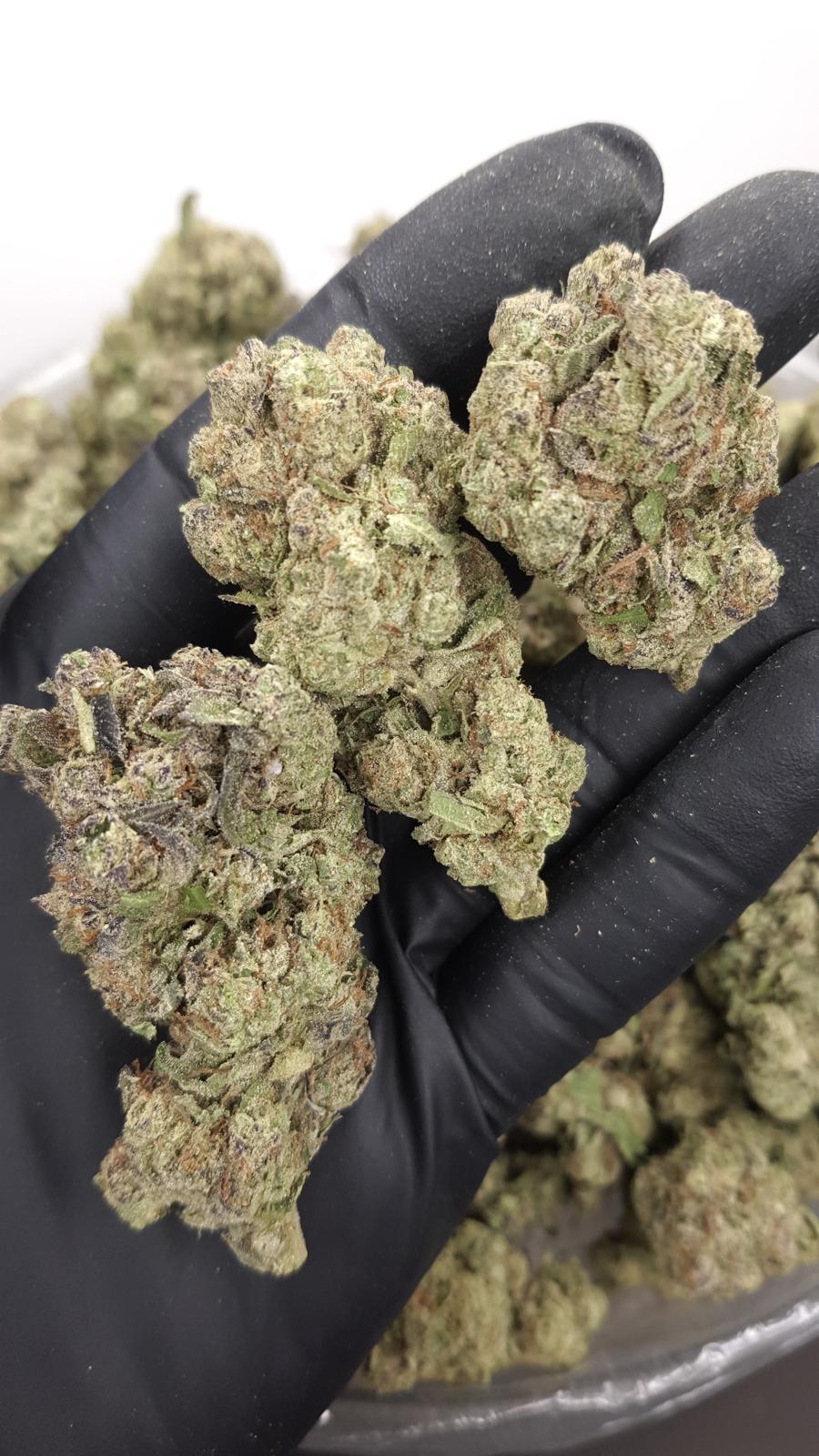 GELATO 145 — wholesale indica flower