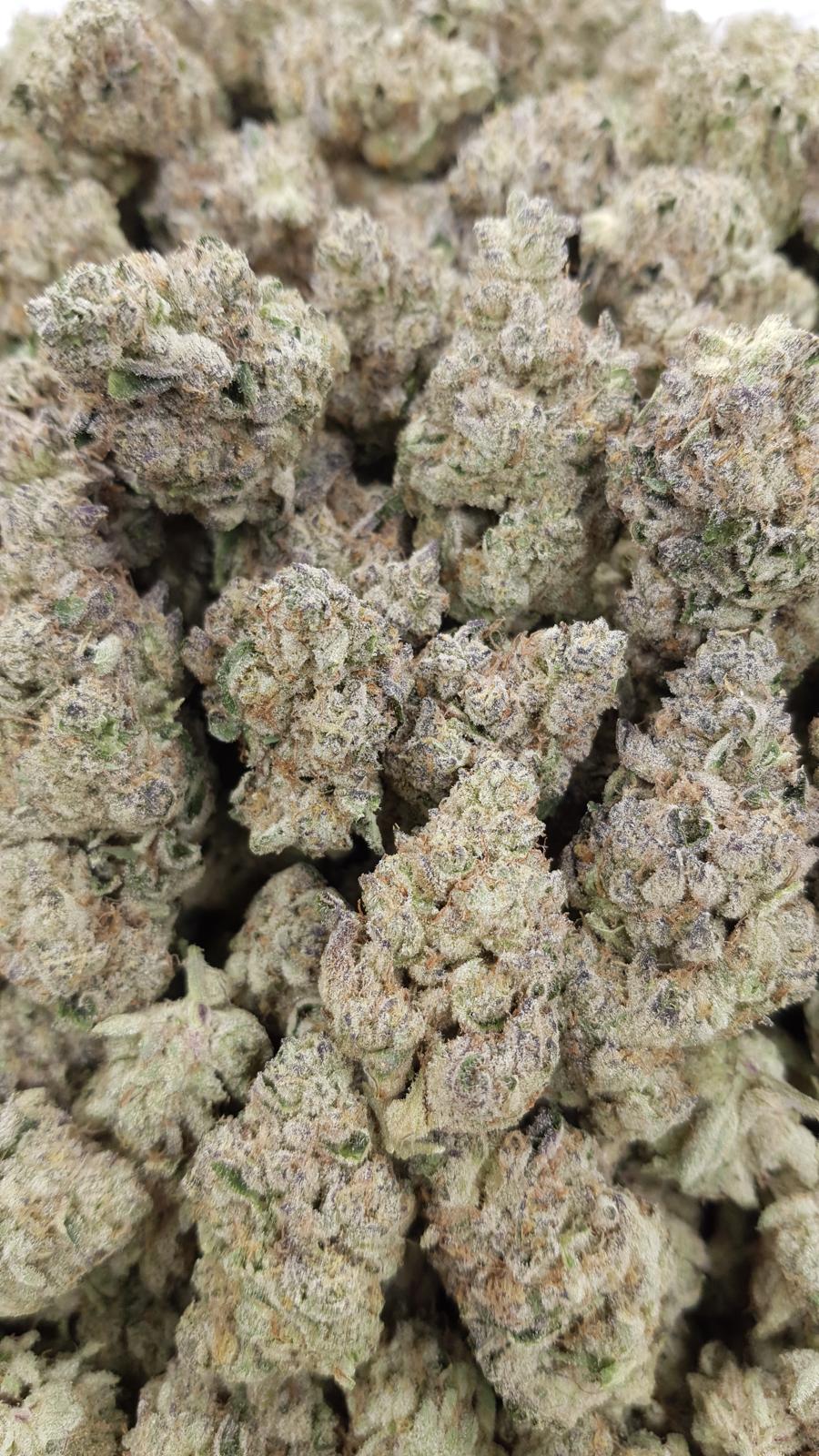 GELATO 147 — wholesale hybrid flower