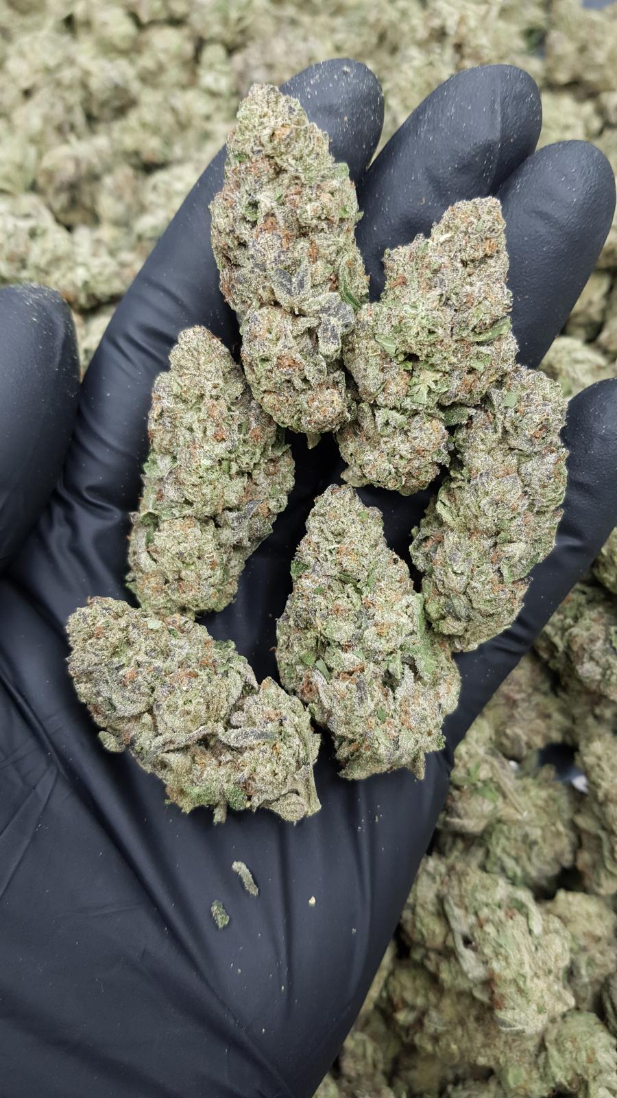 GELATO 148 — wholesale indica flower