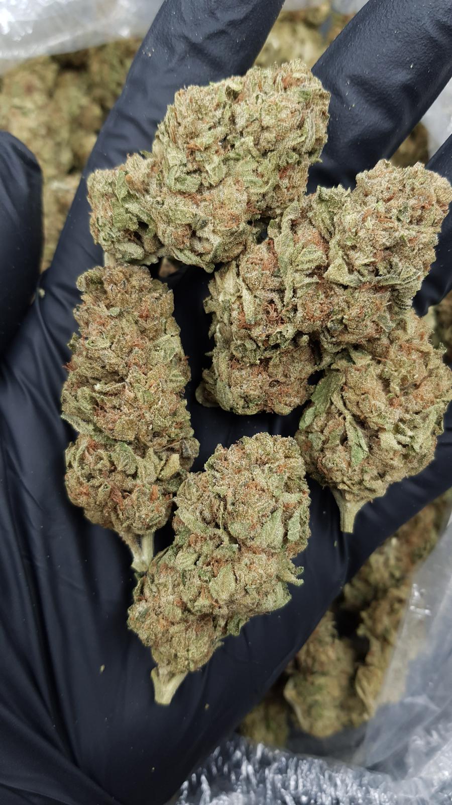 GELATO 149 — wholesale indica flower