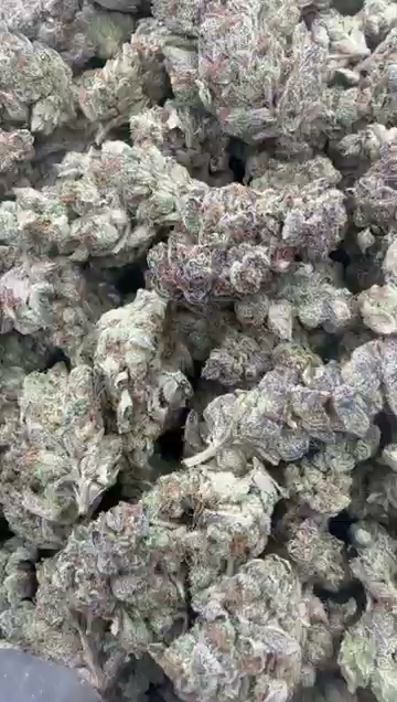 GELATO 150 — wholesale hybrid flower