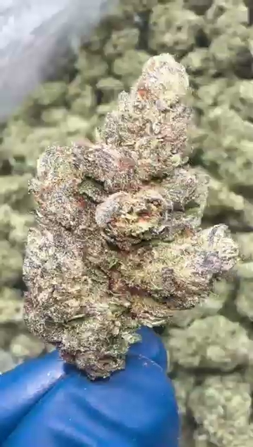 GELATO 151 — wholesale hybrid flower