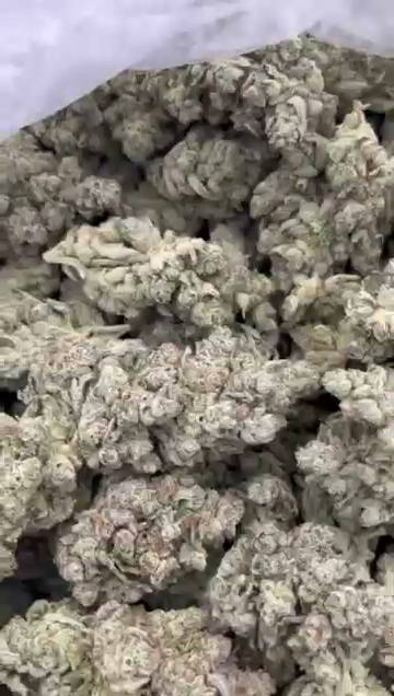 GELATO 155 — wholesale sativa flower