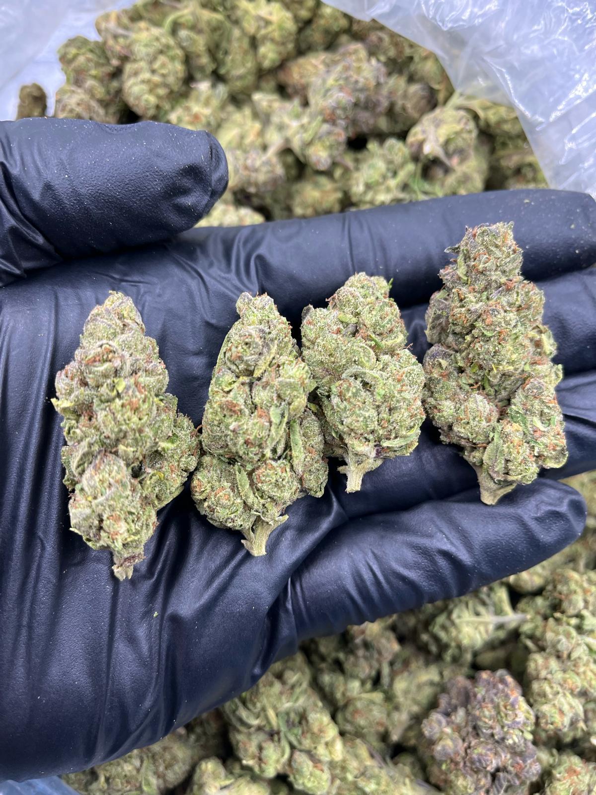 GELATO 156 — wholesale hybrid flower