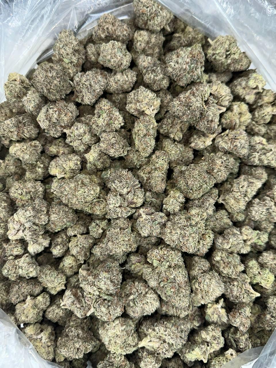 GELATO 159 — wholesale sativa flower