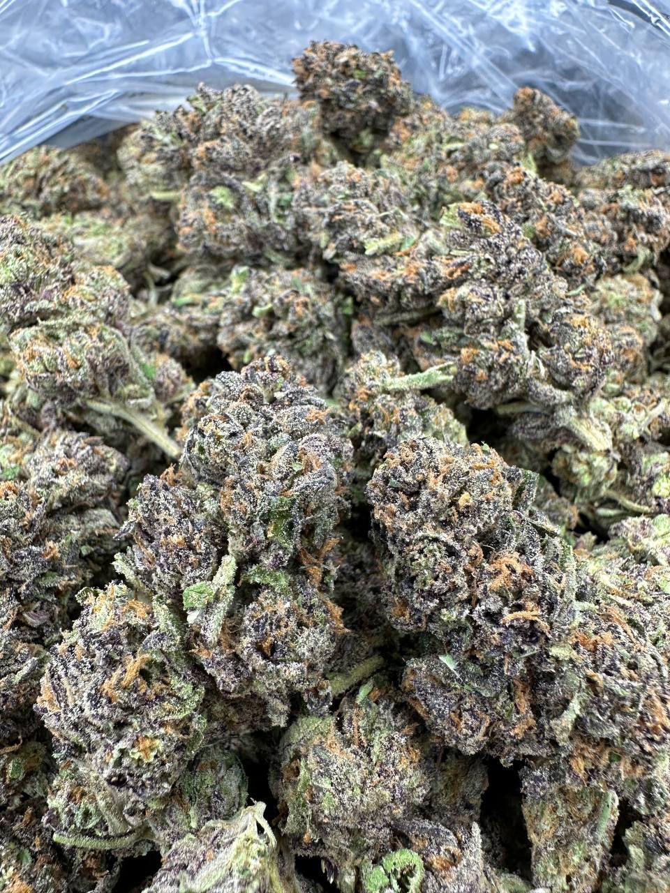 GELATO 161 — wholesale hybrid flower