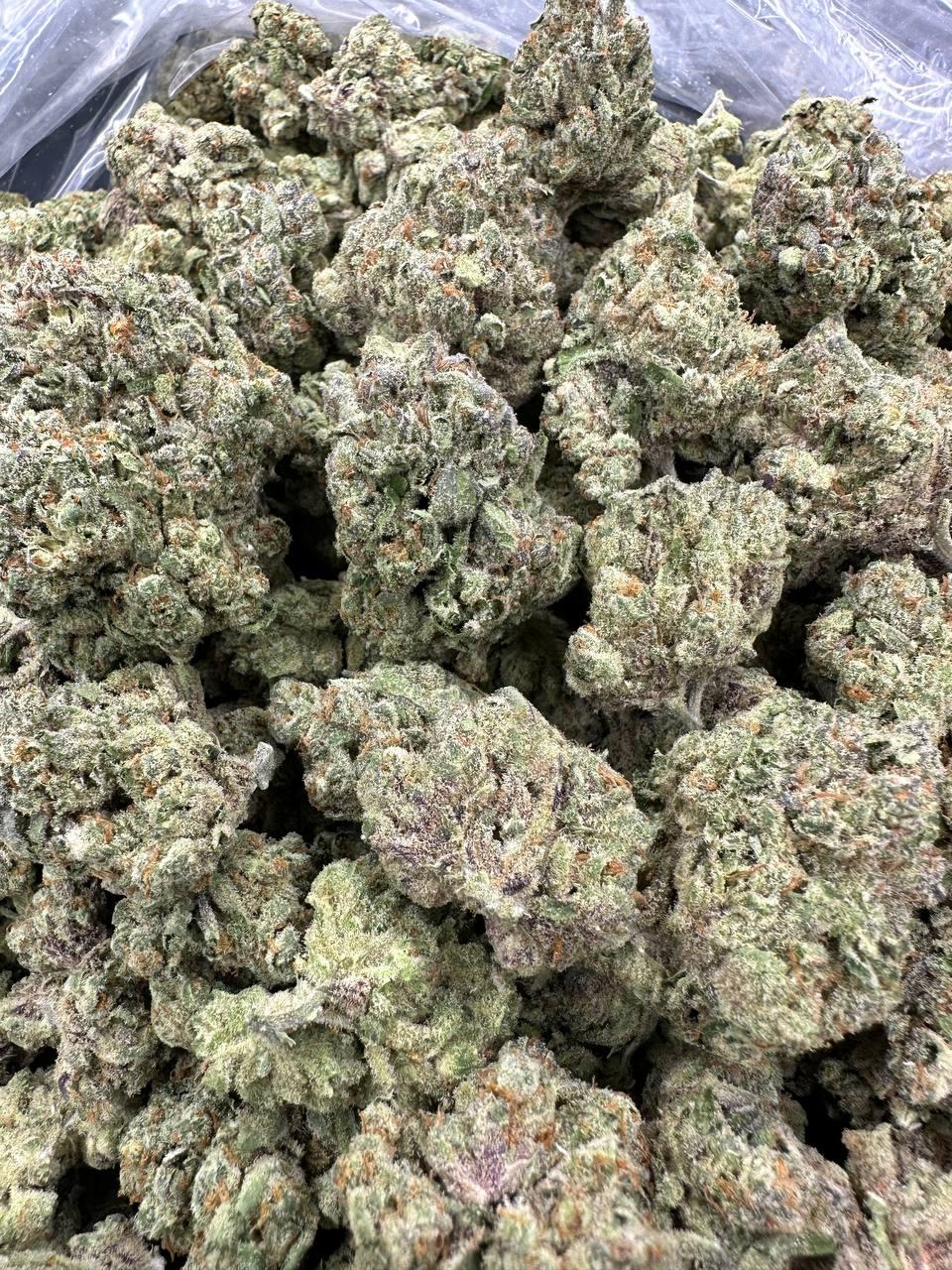 GELATO 162 — wholesale sativa flower