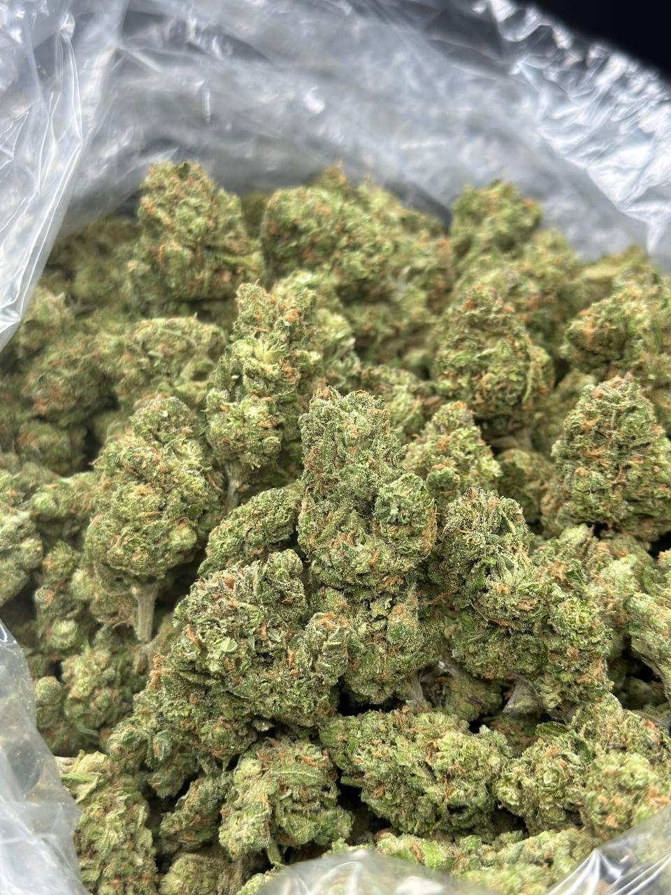 GELATO 163 — wholesale sativa flower