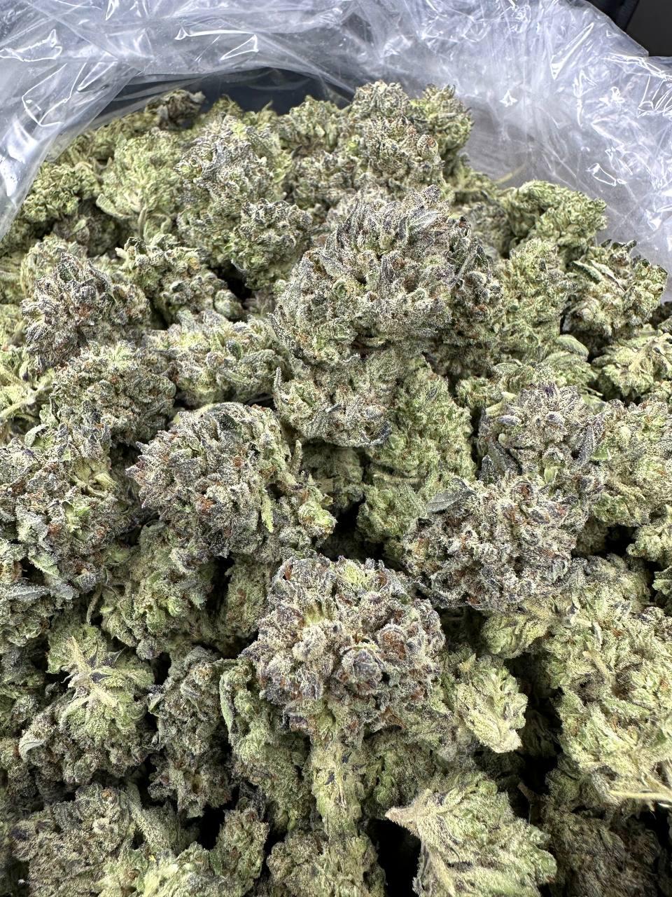 GELATO 165 — wholesale indica flower