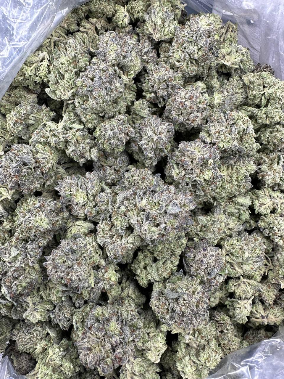 GELATO 166 — wholesale indica flower