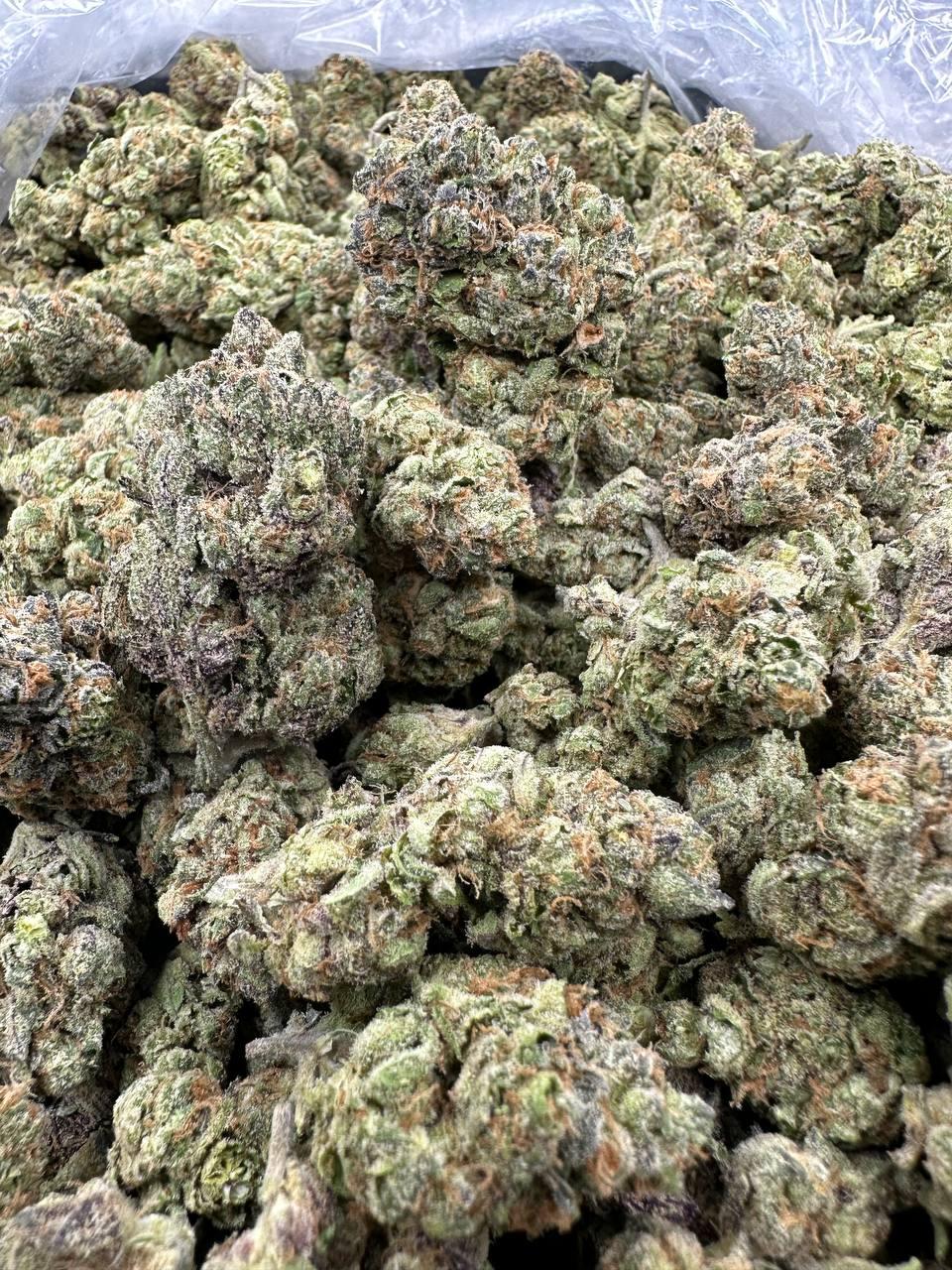 GELATO 169 — wholesale indica flower