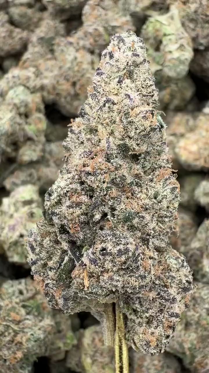 BLACK CHERRY FUNK — wholesale hybrid flower