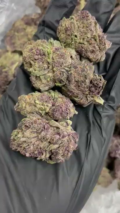 BLUE CHERRY GELATO — wholesale hybrid flower