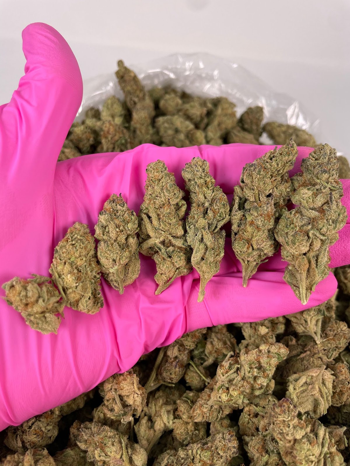 CHEETAH PISS — wholesale hybrid flower