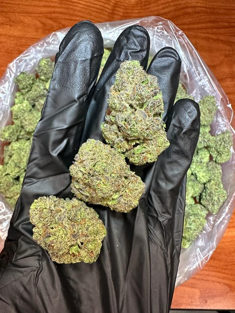 GELATO — wholesale hybrid flower