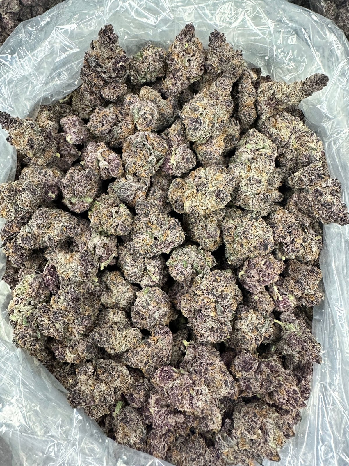 GRAND DADDY PURPLE ZAZA — wholesale hybrid flower