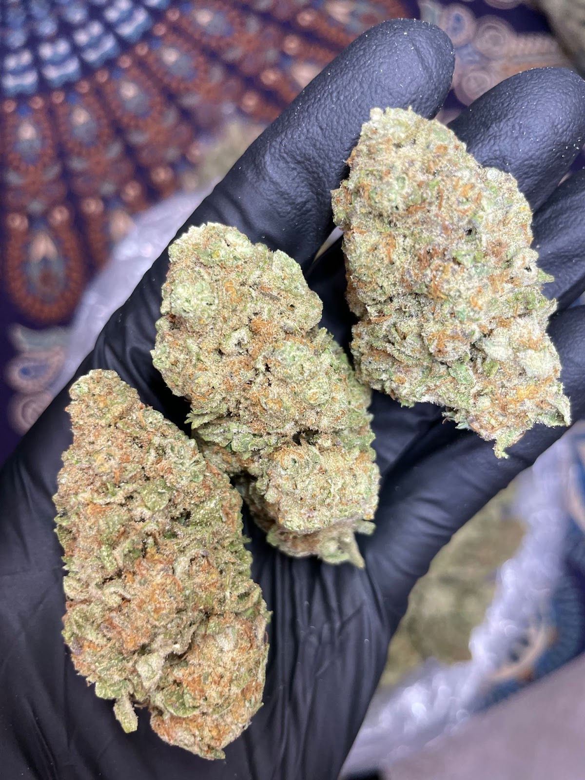 JEALOUSY — wholesale hybrid flower