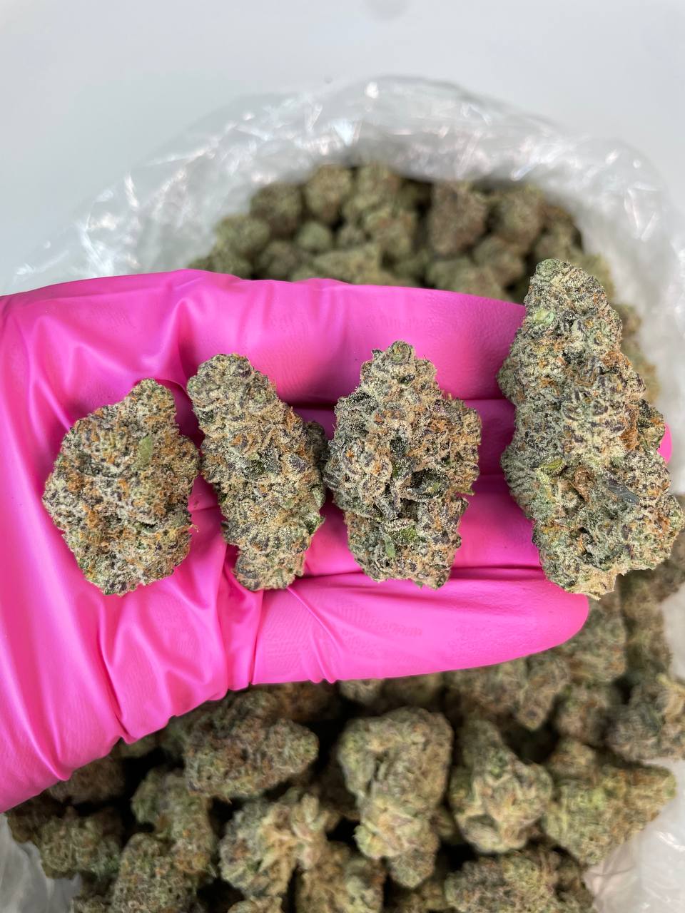 JELLO CAKE ZAZA — wholesale hybrid flower