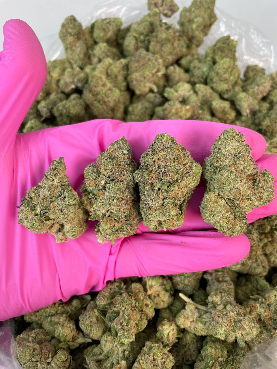MOCHI ZAZA — wholesale hybrid flower