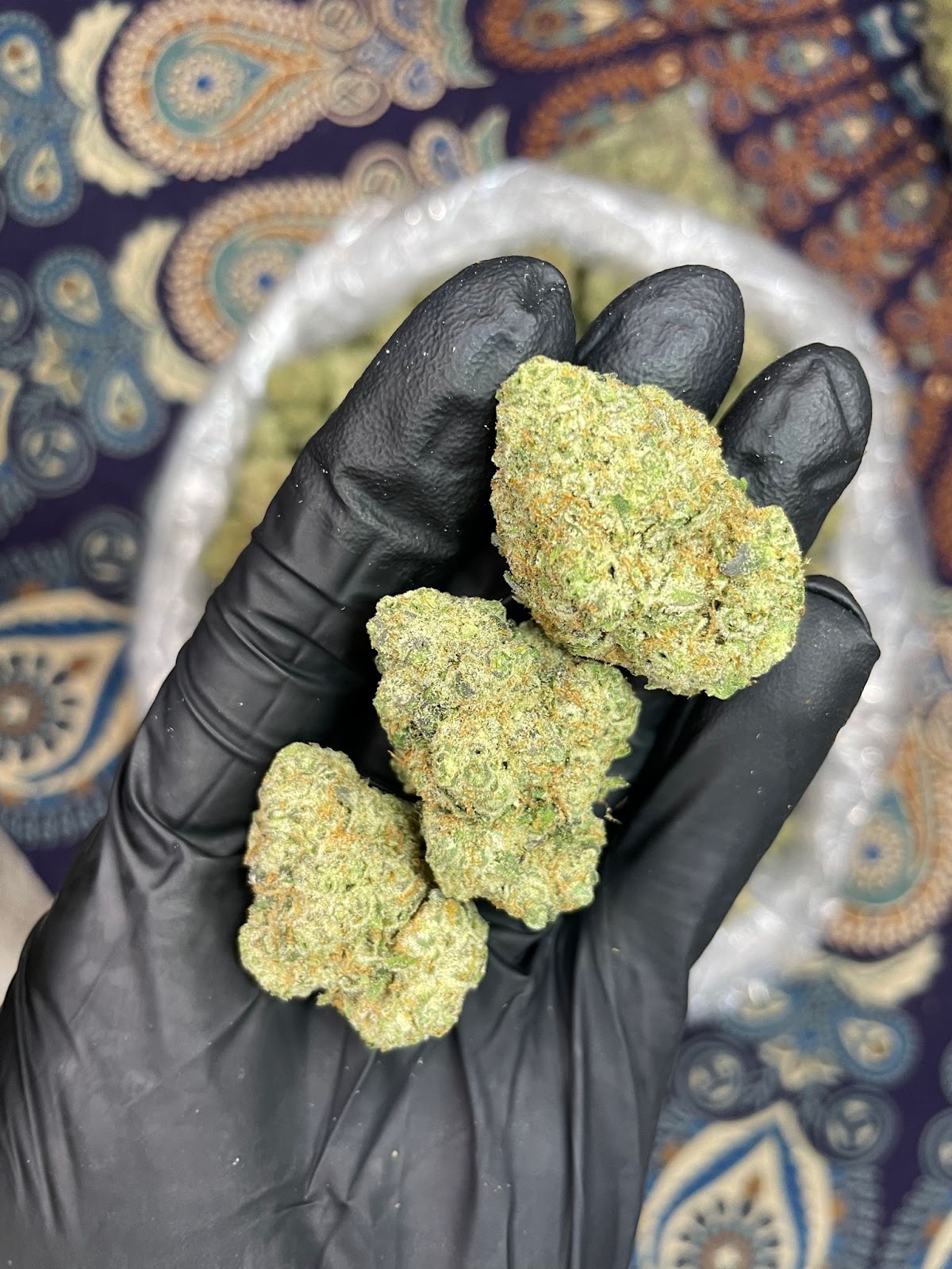 MR. NASTY — wholesale hybrid flower