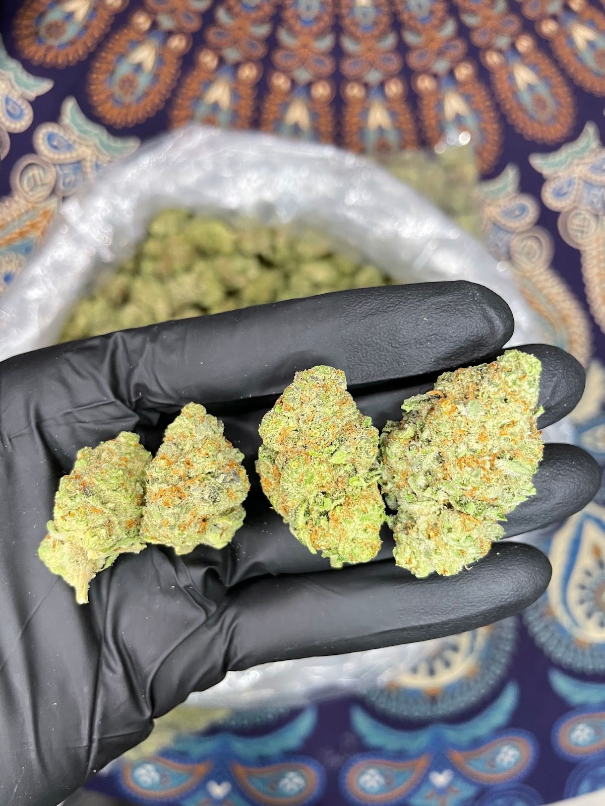 ORANGE CREAMSICLE — wholesale hybrid flower
