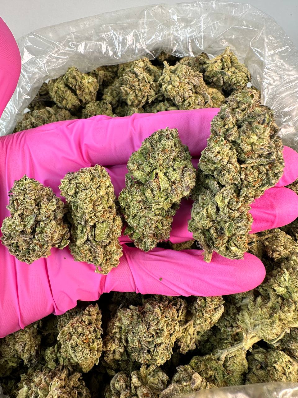 OREOZ — wholesale hybrid flower