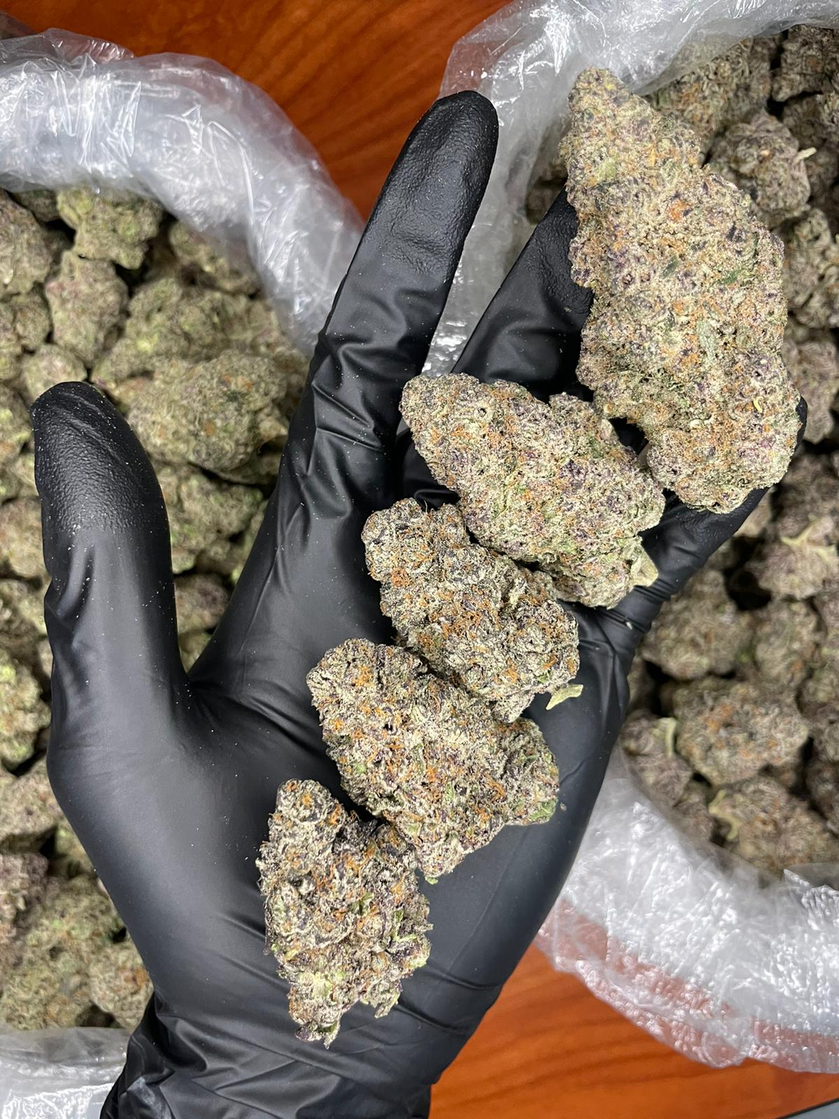 PURPLE CREAM — wholesale hybrid flower