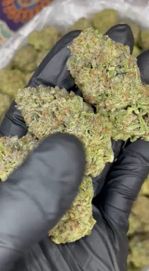 RUNTZ — wholesale hybrid flower