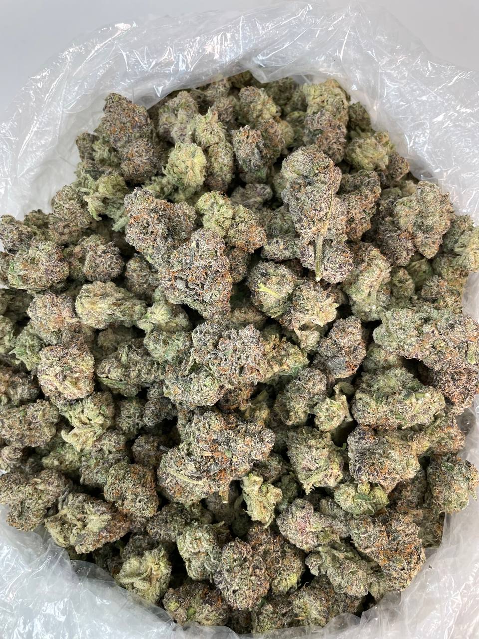 RUNTZ ZAZA — wholesale hybrid flower