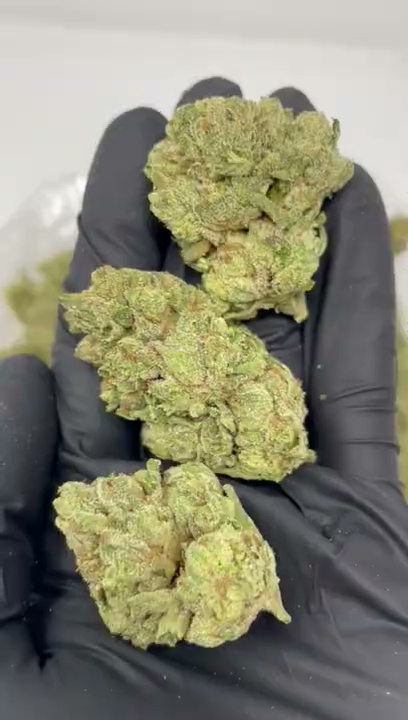 SLURTY — wholesale hybrid flower