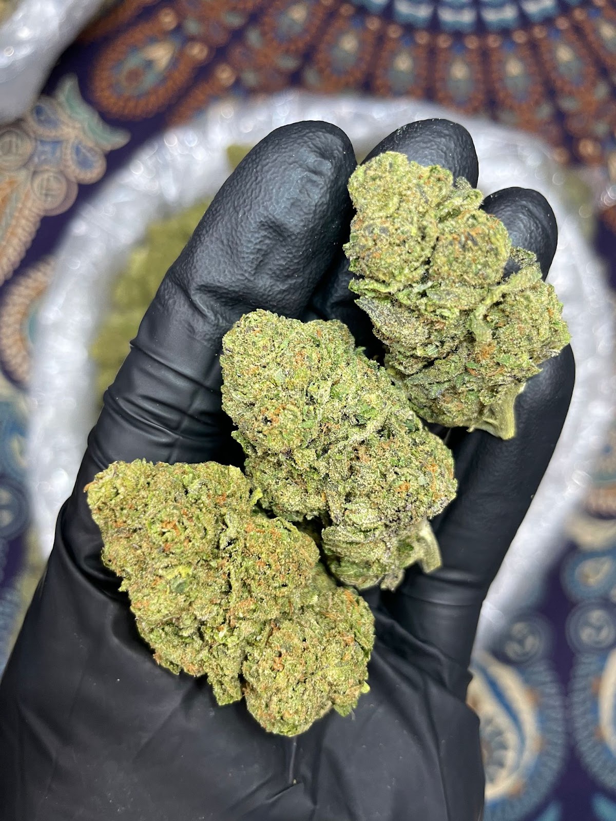 STARBURST — wholesale hybrid flower