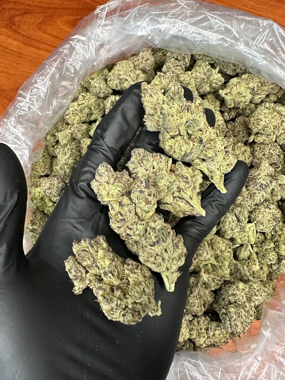 WONDER BREAD — wholesale hybrid flower