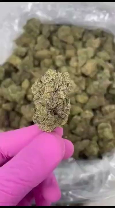 Sherbet — wholesale hybrid flower