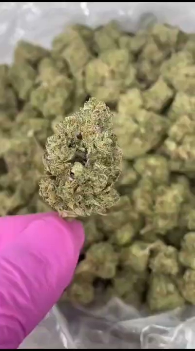 Biscotti — wholesale hybrid flower
