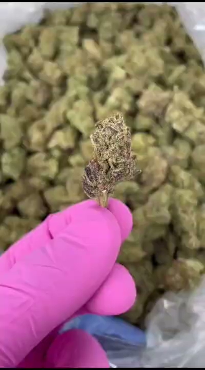 GHOST TRAIN HAZE — wholesale hemp product main photograph