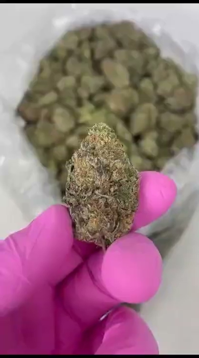 Forbidden Fruit — wholesale hybrid flower